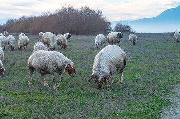 A flock of sheep grazing in a pasture.