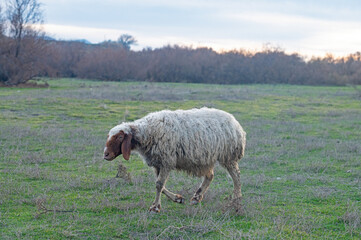 Obraz premium A sheep trying to keep up with the flock in the pasture.