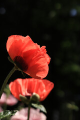 Close-up of a decorative red poppy flower. Big flower. Natural floral background. Poppies bloom in a park or garden. Lush spring flower. Poppies blooming outdoors in the open air