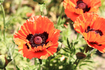 Close-up on a decorative red poppy flower, petals and stamens. Big flower. Natural floral background. Poppies blooming in a park or garden. Lush spring flower