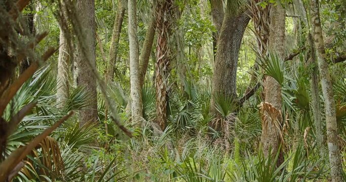 Dense tropical forest with diverse plants and trees swaying in the wind before a summer storm.