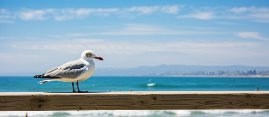 A beautiful day at Venice Beach A seagull standing on the wood railing of Venice Beach Pier on a sunny day. Creative banner. Copyspace image - Powered by Adobe