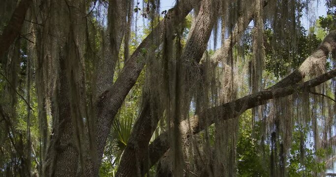 Spanish Moss hanging in Live Oak trees in Florida Wilderness.