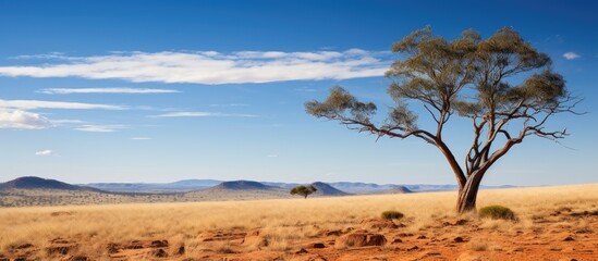 Two trees on top of spinifex covered hillside with scattered trees under blue sky. Creative banner. Copyspace image - Powered by Adobe