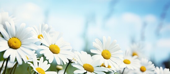 Beautiful daisies with natural background. Creative banner. Copyspace image