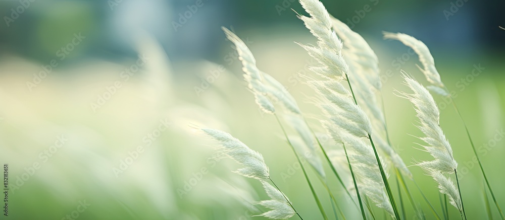 Aufkleber closeup natural scene of grass flower with blurred background green patterns. creative banner. copys