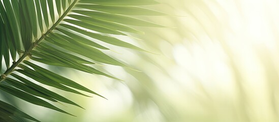 Obraz premium simple palm leaves. Creative banner. Copyspace image
