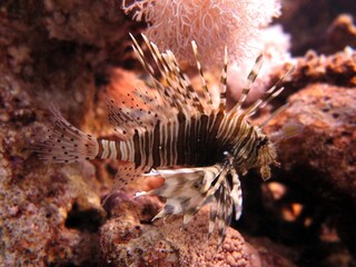 Lionfish from the red sea