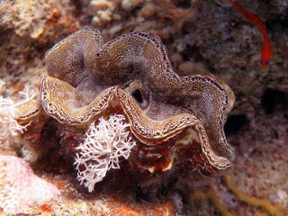 Giant Clam of the red sea