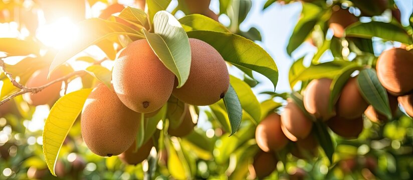 Sapodilla fruit for healthy Sapodilla fruit come from America This fruit for prevent cancer constipation and dehydration sapodilla fruit on the sapodilla tree plant on summer With selective Focus