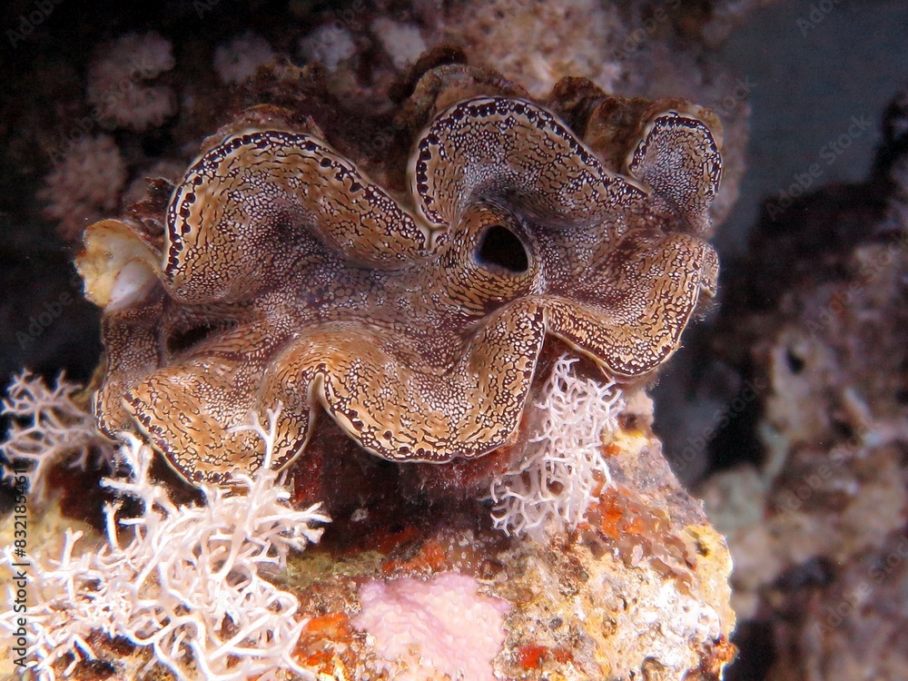 Poster Giant Clam of the red sea