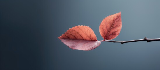 Single plum tree leaf beautiful plant. Creative banner. Copyspace image