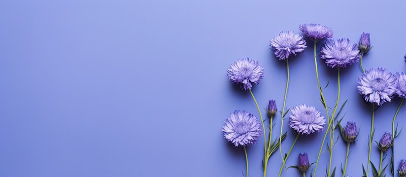 Flat lay with natural flowers of cornflower on violet background Spring summer holiday card postcard invitation Minimal floral composition Top view nature aesthetic fon with blooms for greetings
