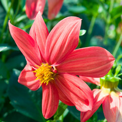 dahlia flower in the summer garden.