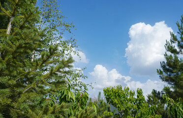 Obraz premium White idols behind blue sky and trees