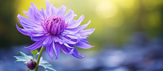 Obraz premium Purple silybum flower. Creative banner. Copyspace image