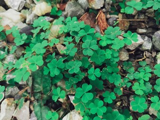 Lucky clover leaves background or texture