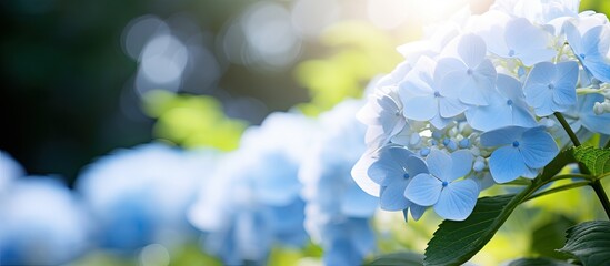 Close up of hydrangea in the garden. Creative banner. Copyspace image