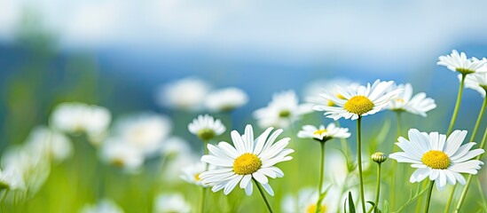 chamomile wild flower closeup. Creative banner. Copyspace image