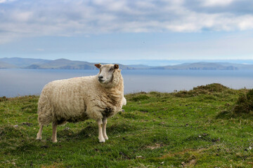 Sheep on the trail to Eask Tower in Ireland