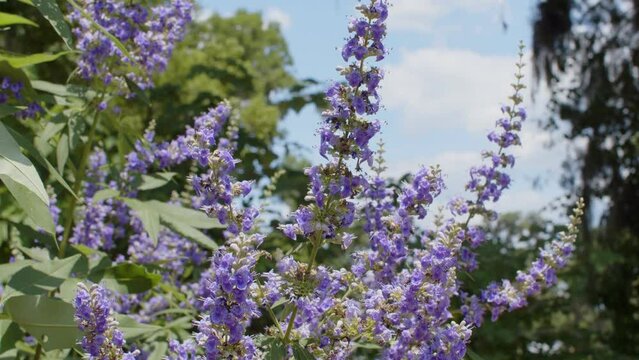 Insects buzzing about blooming Chaste Tree flowers in the Spring.