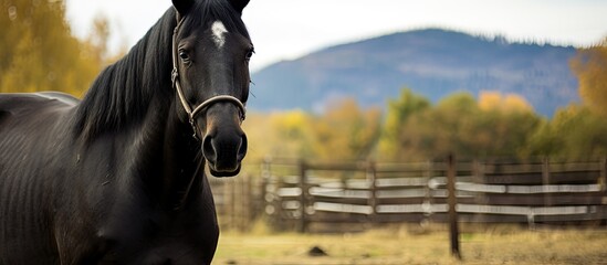 Obraz premium Profile of black horse on the farm. Creative banner. Copyspace image