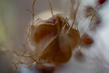 A close-up image of a delicate flower shrouded by soft, translucent wisps, creating an ethereal and dreamlike atmosphere.