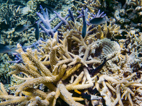 A vibrant underwater scene showcasing a variety of hard coral species with interspersed fish swimming amongst them.