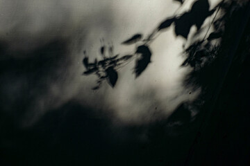 Shadow of leaves projected onto a textured surface, creating an abstract and moody atmosphere.