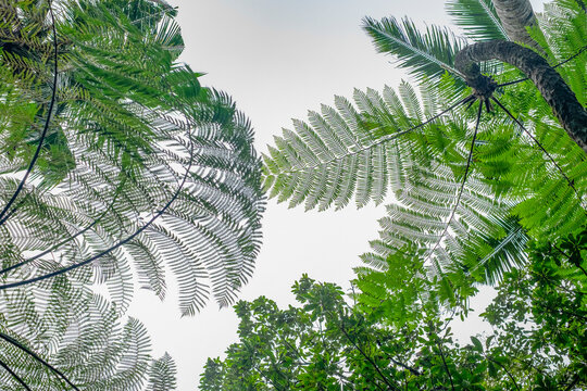 The image features a view of the sky through a canopy of lush ferns and tropical trees, capturing the intricate patterns of the foliage against a hazy sky.