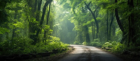 Obraz premium Panoramic tropical wild berry forest off road expedition wallpaper Copy space Selective focus blurred