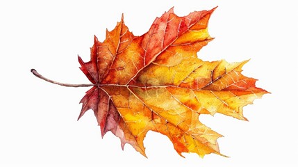 Fototapeta premium Intricate illustration of a maple leaf with autumn colors, isolated white background, high detail, seasonal beauty