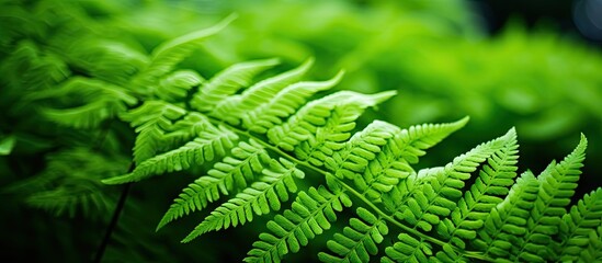 Fototapeta premium macro Photo of green fern petals The plant fern blossomed Fern on the background of green plants. Creative banner. Copyspace image