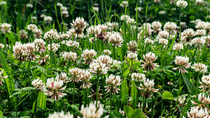 White clover in a forest in northern Spain