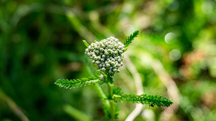 Wild floers in a forest in northern Spain