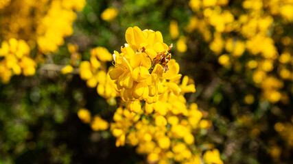 Gorse flower in a forest in northern Spain