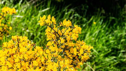 Gorse flower in a forest in northern Spain