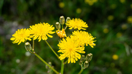 Wild floers in a forest in northern Spain