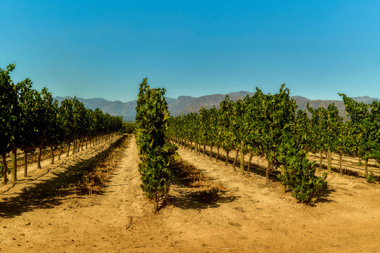 A vineyard under a clear blue sky with rows of grapevines and a mountain range in the background.