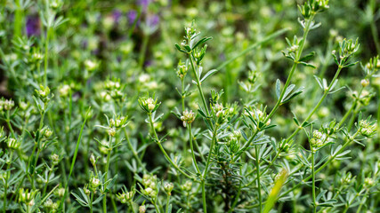 Galium anisophyllon in a forest in northern Spain