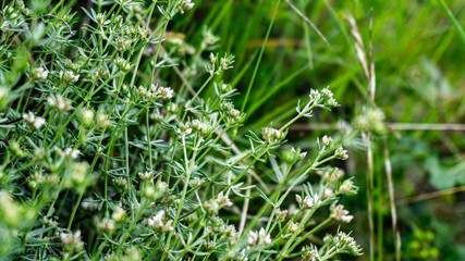 Galium anisophyllon in a forest in northern Spain