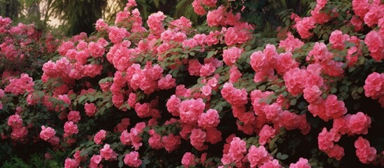 Naklejka premium Roses are blooming in the hedges. Creative banner. Copyspace image