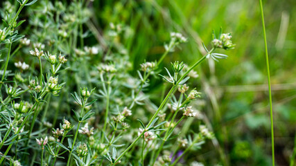 Galium anisophyllon in a forest in northern Spain