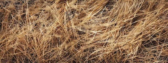 Naklejka premium Texture of dry grass. Dry grass field. nature background