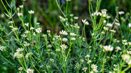 Galium anisophyllon in a forest in northern Spain