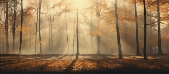 Sun rays falling through trees in Autumn. Creative banner. Copyspace image