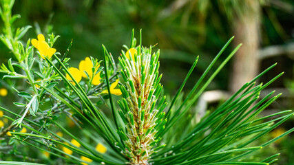 Pinus nigra in a forest in northern Spain