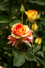 Beautiful fresh roses in the park. Garden flowers. Plants of Ukraine. Vertical Shot. Close up. 
