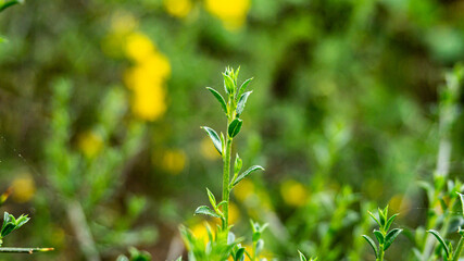 Obraz premium Galium anisophyllon in a forest in northern Spain