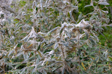 The Caterpillars covered the tree trunk and turn it into entire white web of silk, The domestic silk moth (larva of Silkworm) is an insect from the moth family Bombycidae, Nature background.